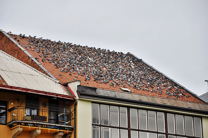 A2B Pest Control are able to install spikes to deter birds from roofs in Worksop.