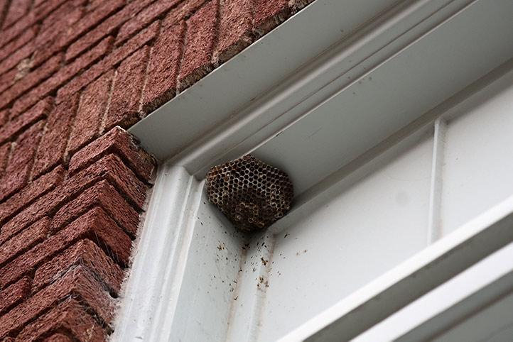 We provide a wasp nest removal service for domestic and commercial properties in Worksop.
